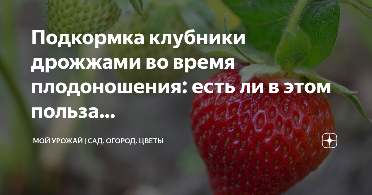 Подкормка клубники во время плодоношения дрожжами. Подкормка клубники в период плодоношения.