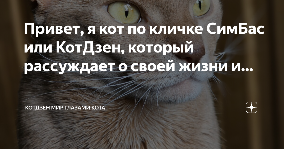 Мир глазами кота