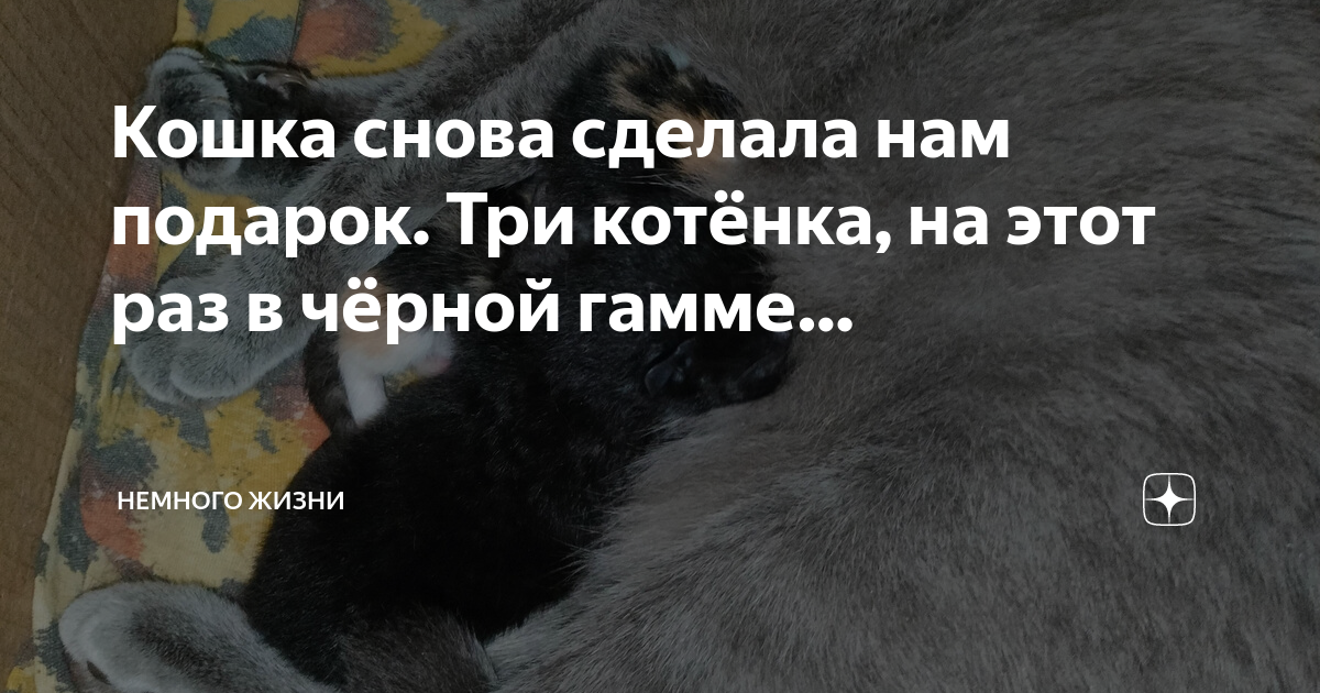 Кошка опять. Пора утепляться!. Кошка опять. Котоматрица смешные коты. Опять понедельник приколы.