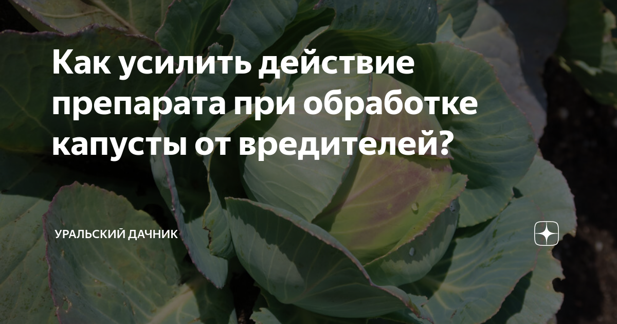 Как усилить действие препарата при обработке капусты от вредителей ...