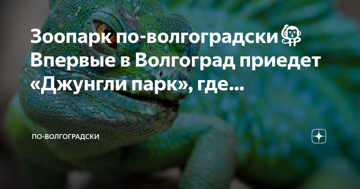 Волгоград дзен погода. Выставка зоопарк джунгли парк Ставрополь. Выставка джунгли парк зоопарк Симферополь. Бугульма встреча джунгли зоопарк. В Бугульму приехал возле ЦУМА зоопарк джунгли.