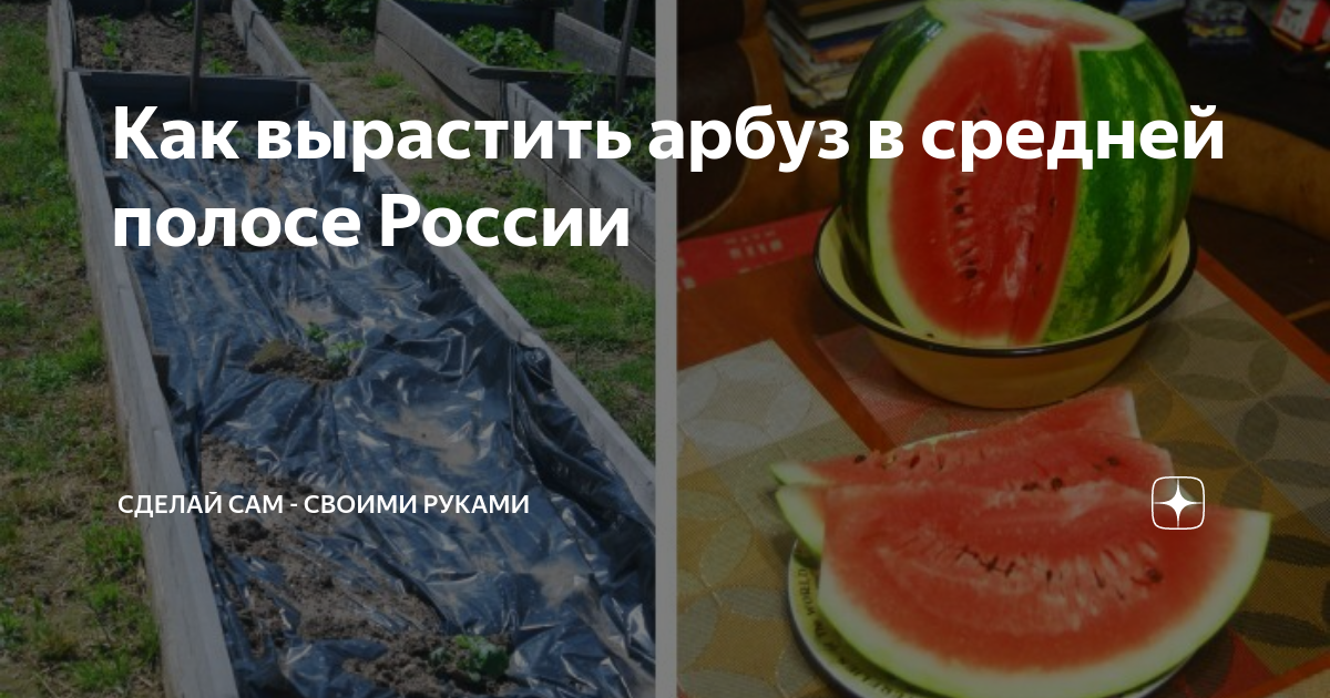 Как вырастить арбуз в средней полосе России