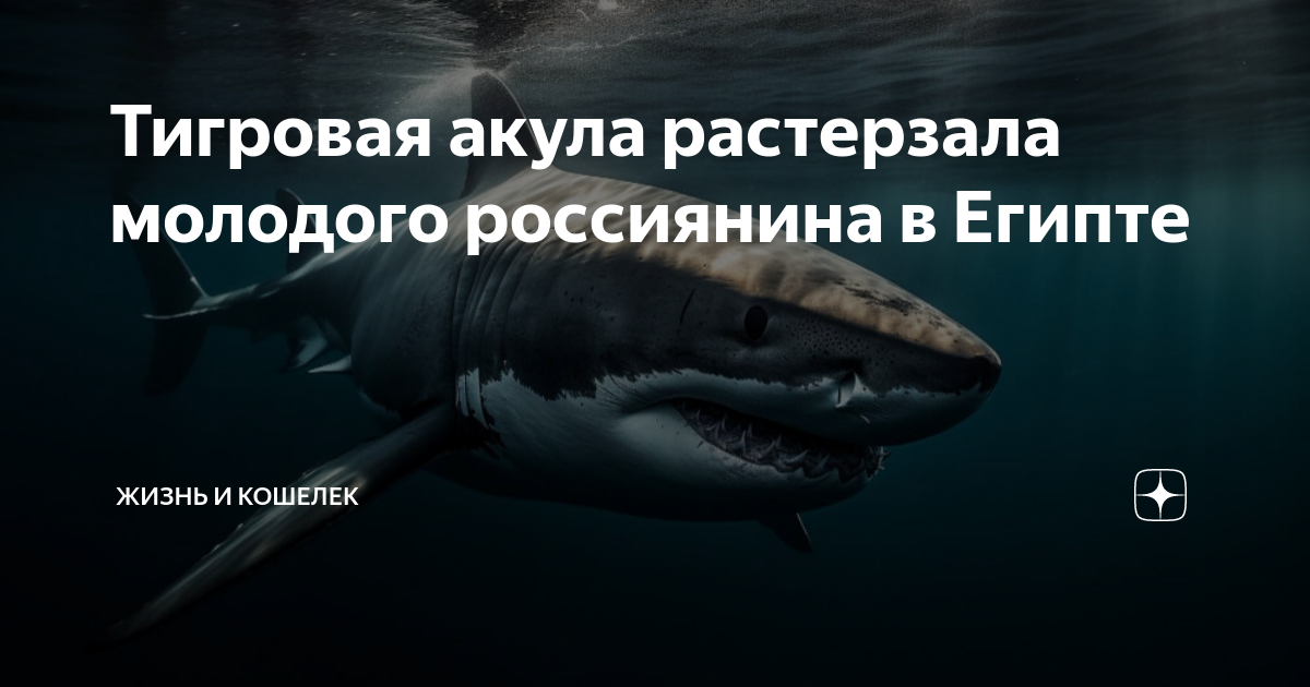сколько лет живет тигровая акула