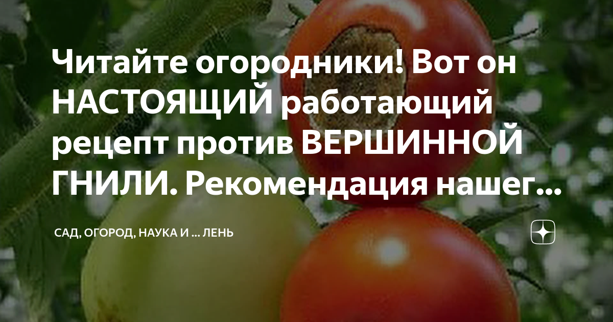 Вершинная гниль на арбузах. Вершинная гниль томатов в теплице. Видео томаты страна. От вершинной гнили чем полить. Болезни томатов вершинная гниль.