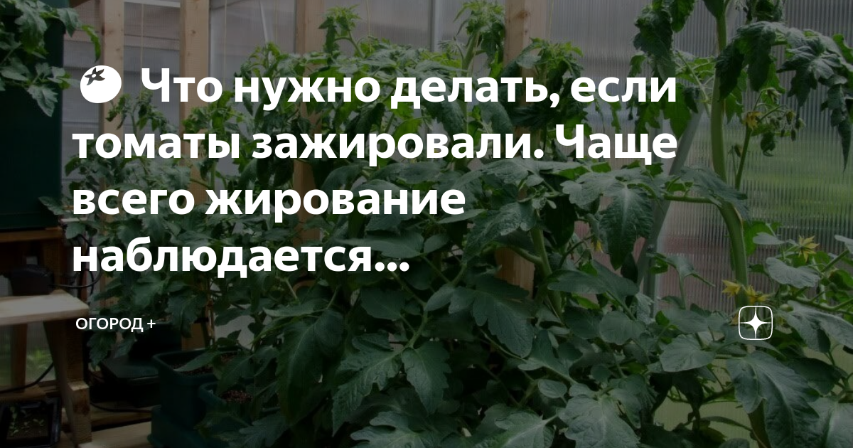 Если томаты жируют. Жирование томатов в теплице. Сколько поливать помидоры в открытом грунте.