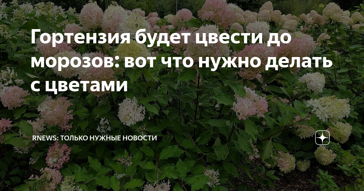 Подкормить гортензию весной