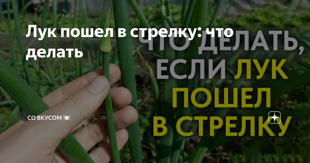 Чтобы лук не пошел в стрелку. Лук пошел в стрелку что делать. Стрелы на луке что делать. Лук севок пошел в стрелку что делать. Что значит лук пошел в стрелку