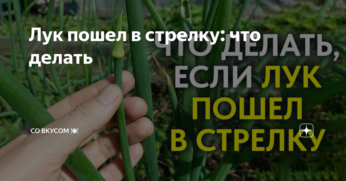 Лук пошел в стрелку что делать. Лук ушел в стрелку. Лук идет в стрелку что делать. Почему лук идет в стрелку.