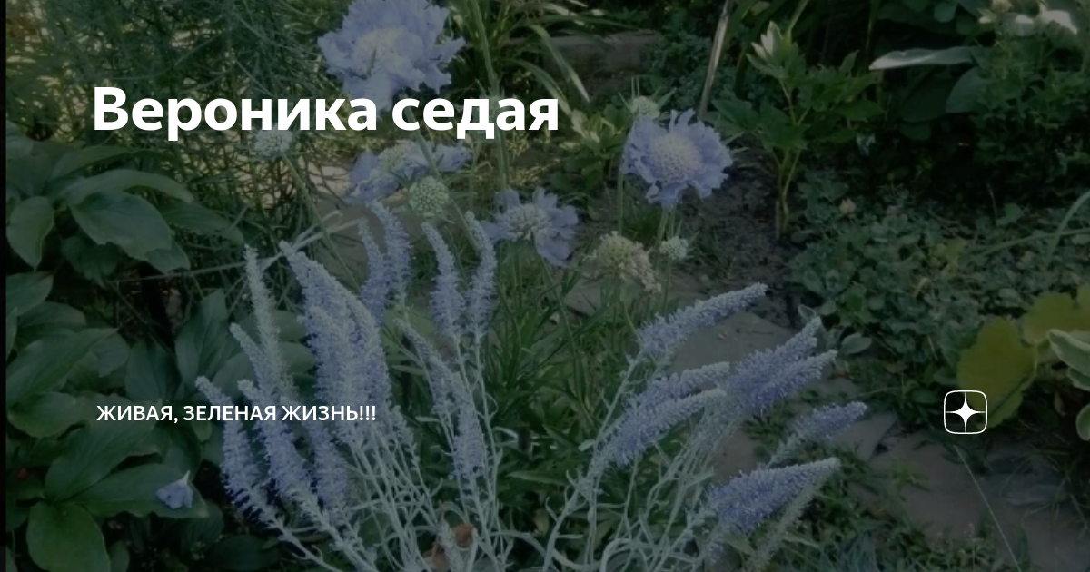 Вероника седая | Живая, Зеленая Жизнь | Дзен