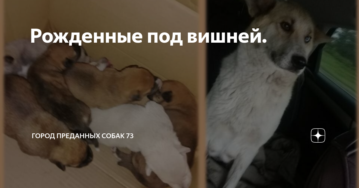 Один день из жизни собаки