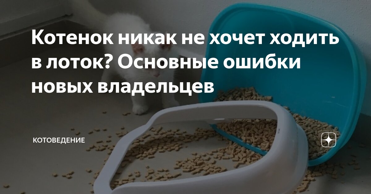 Как перевести кошку на новый наполнитель?