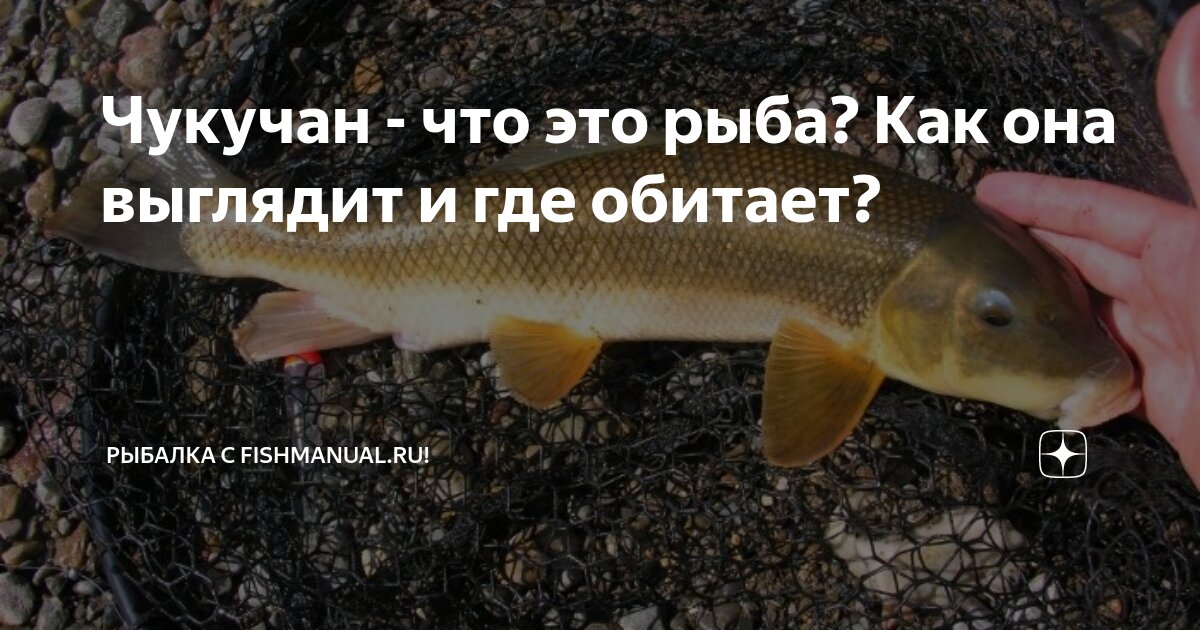 Рыбы обитающие в реке кубань