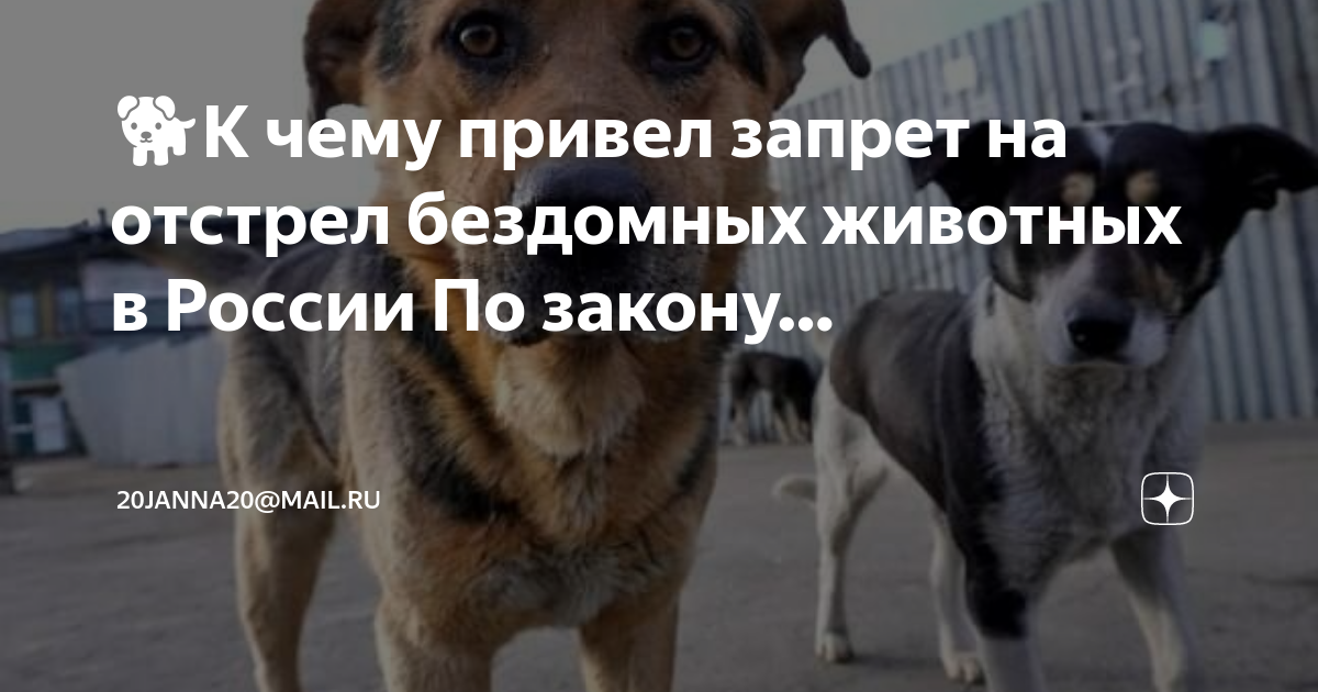 Бездомные животные в россии данные. Отстрел собак луганск. Отстрел бродячих животных. Отстрел собак закон. Бездомные собаки.