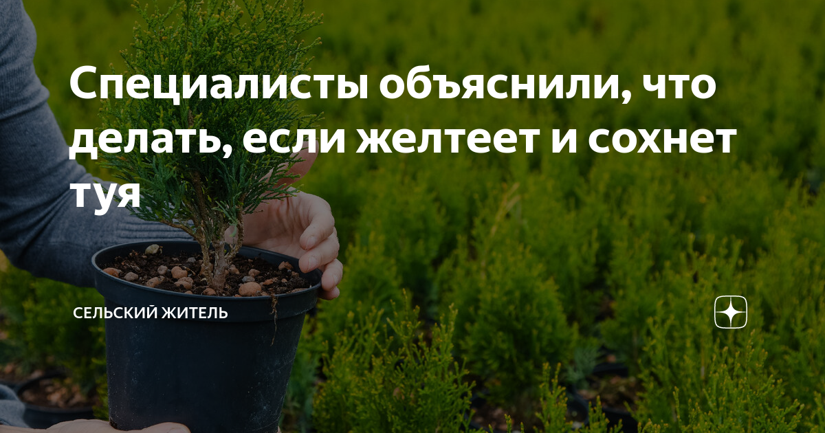 Почему туи пожелтели внутри
