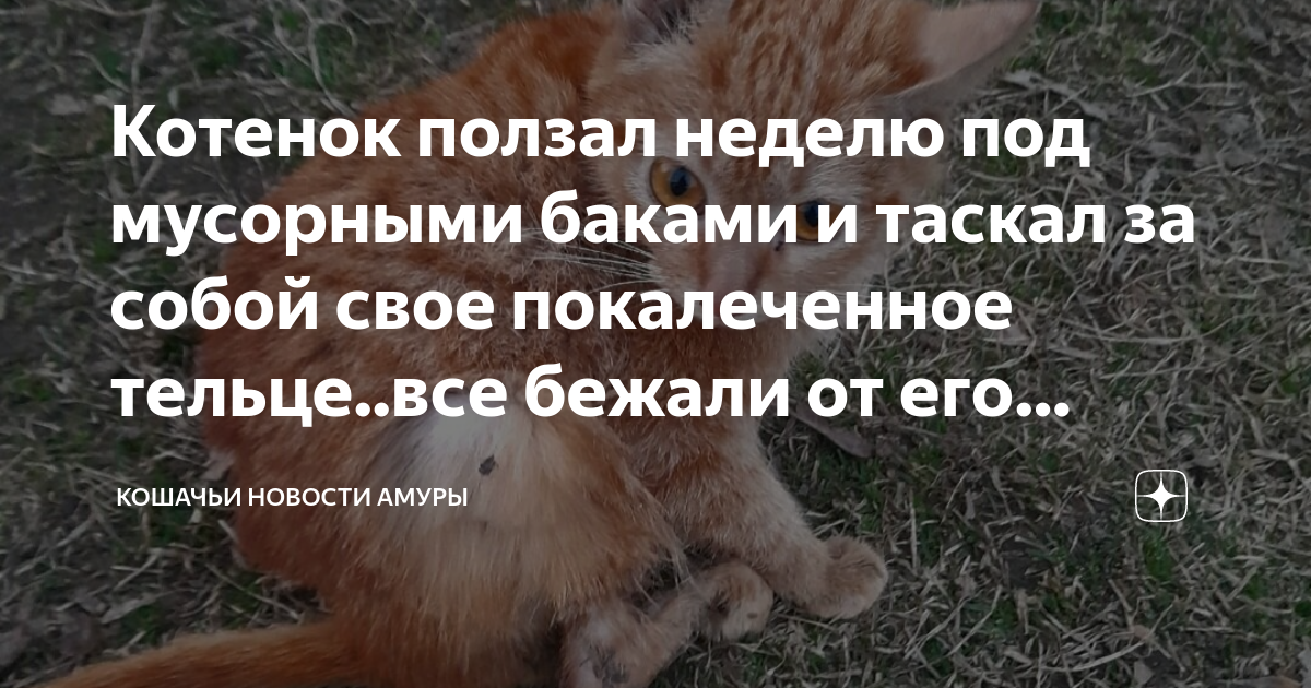 Котенок ползал неделю под мусорными баками и таскал за собой свое ...
