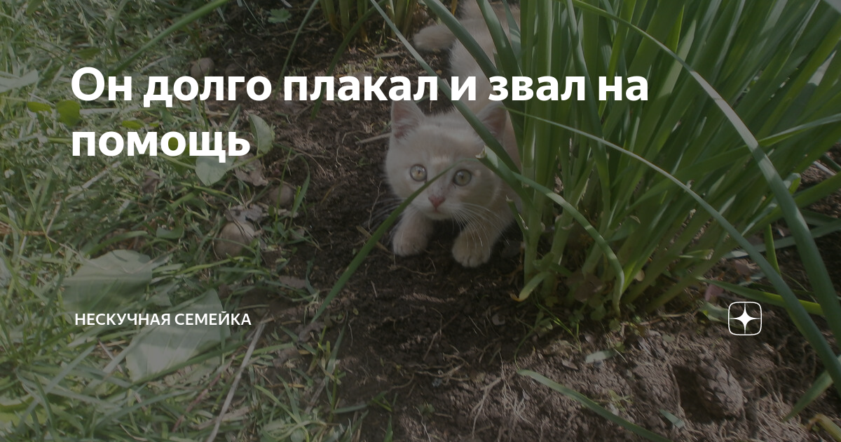 Он долго плакал и звал на помощь | Нескучная семейка | Дзен