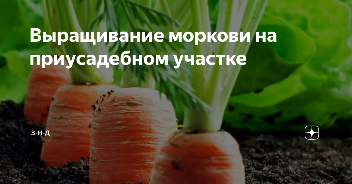 Бизнес план выращивание моркови