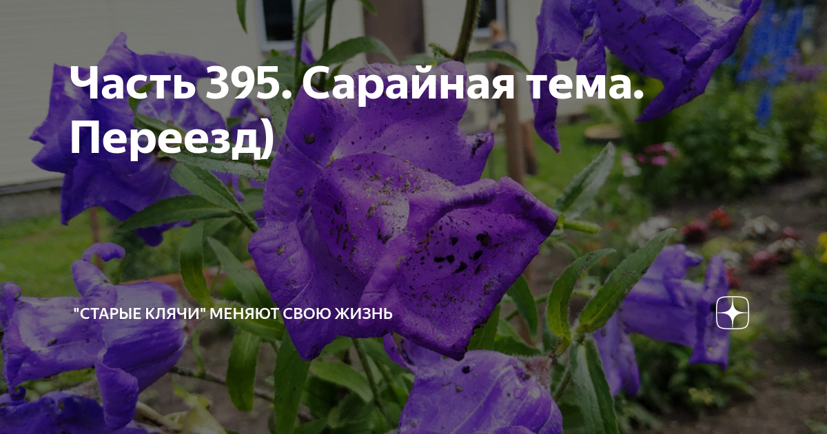 Часть 395. Сарайная тема. Переезд) | "Старые клячи" | Дзен