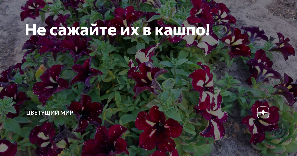 какие растения могут зимовать в кашпо на улице