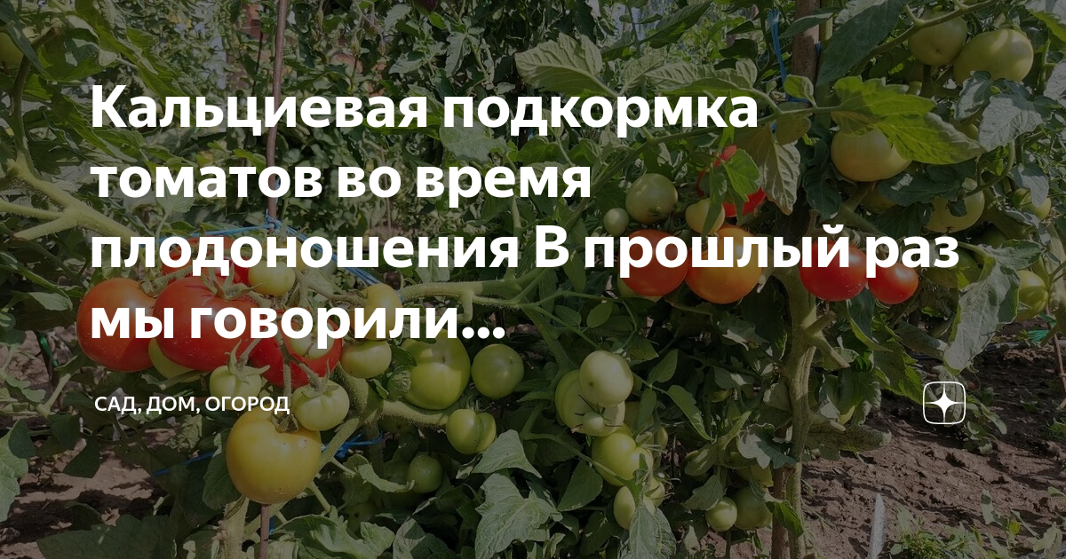 Схема подкормок томатов на весь период