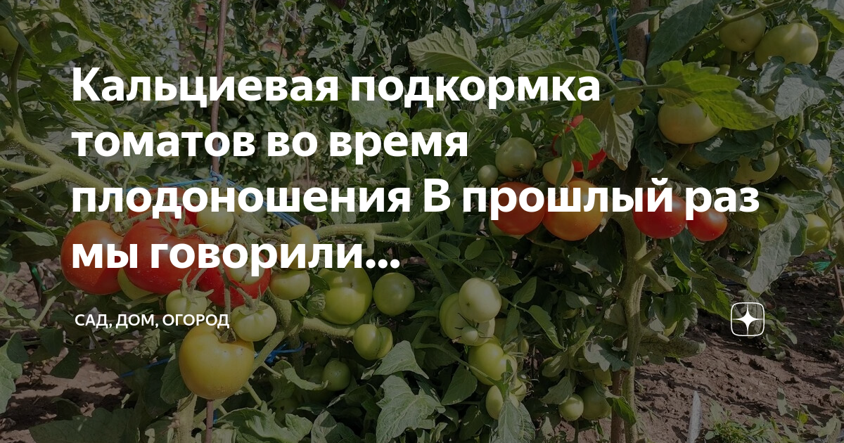 Томаты во время плодоношения. Томаты в огороде. Плодоносят томаты. Удобрение для томатов. Грядки домики для томатов.