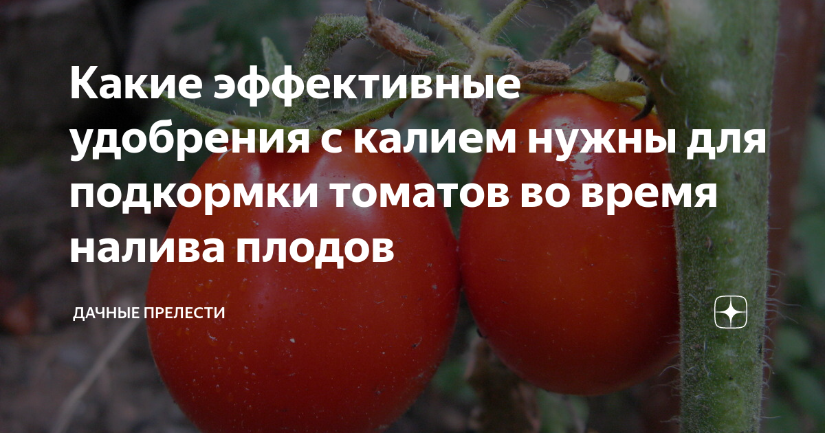 Чем подкормить помидоры во время созревания плодов. Подкормка томатов. Этапы созревания томатов. Период налива плодов томата после цветения. Для дачи провода помидоры специальные.