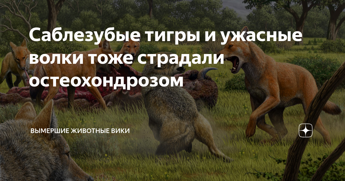 Ужасный волк причина вымирания. Что делать если встретил волка. Что делать если встретил волка в лесу.