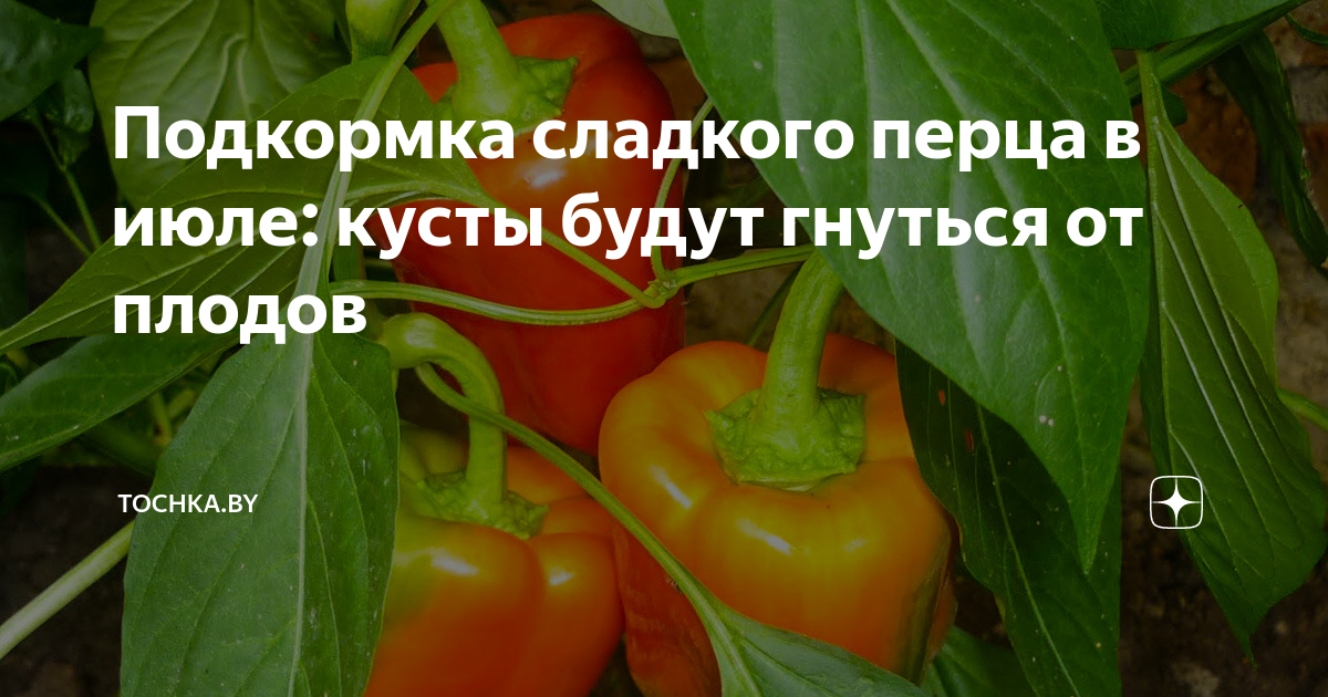 Значение добавления удобрений для развития болгарского перца