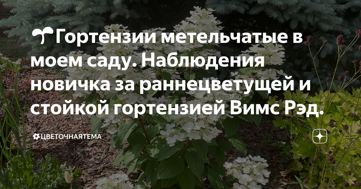 🌱Гортензии метельчатые в моем саду. Наблюдения новичка за раннецветущей ...