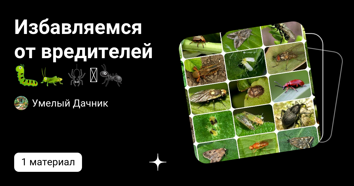 Избавляемся от вредителей 🐛🦗🕷️🪳🐜 | Умелый Дачник | Дзен