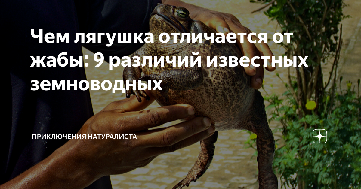 Чем лягушка отличается от жабы: 9 различий известных земноводных ...