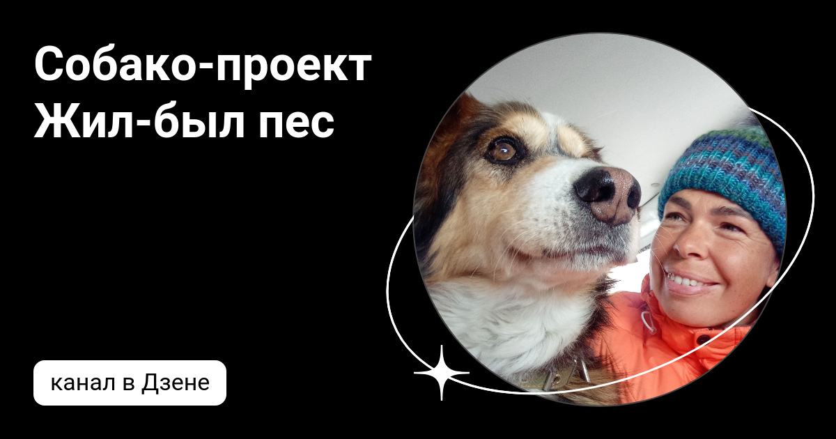 Овчарка улыбается. Собака дзен хун. Швейцарская овчарка эстетика. Дзен про собак. Дзен про собак.