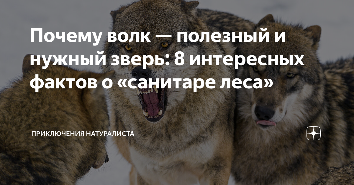 Почему волк санитар. Полезные волки. Почему волка называют санитаром леса. Волк санитар леса. Волк санитар леса Мем