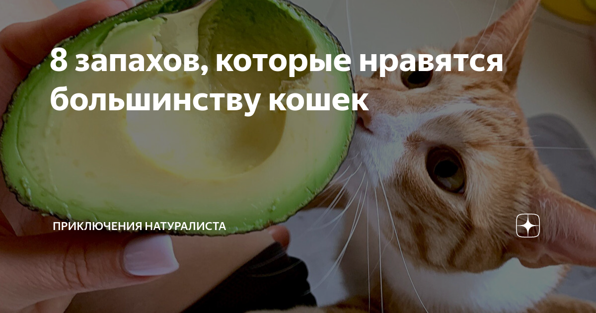 есть ли душа у кошек