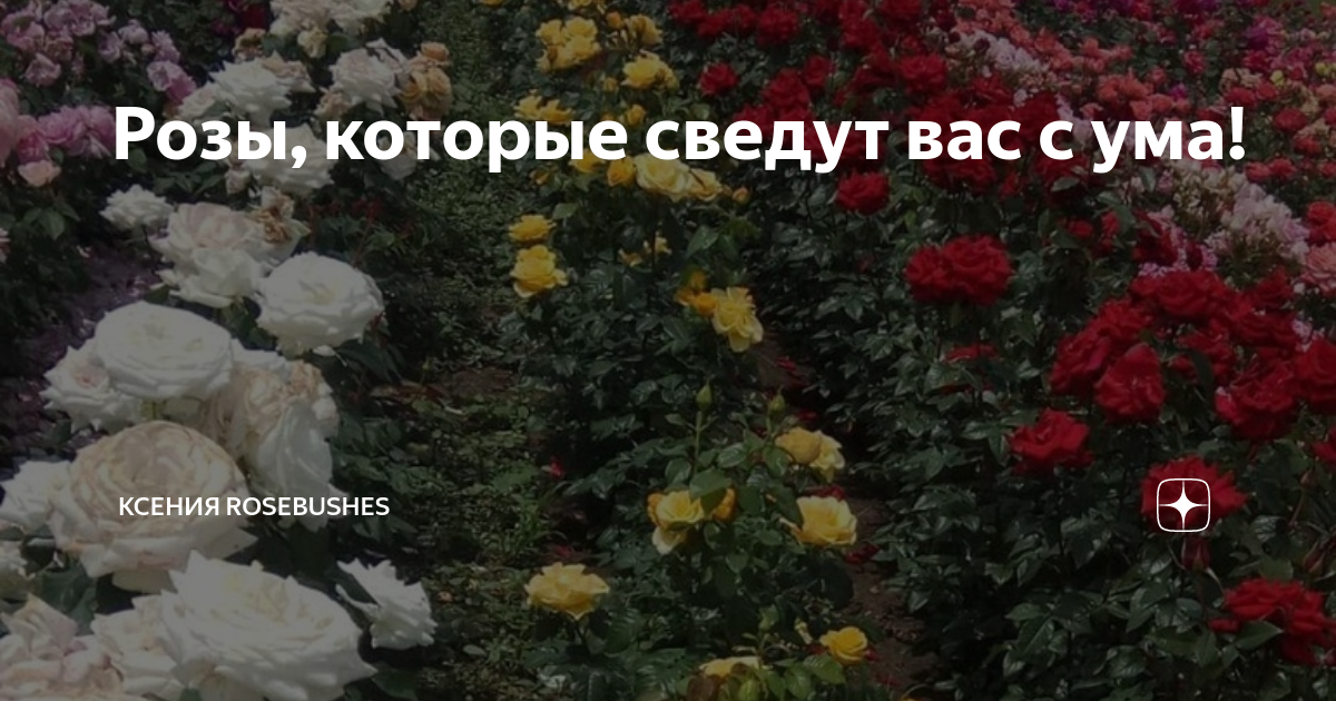Розы, которые сведут вас с ума! | Ксения Rosebushes | Дзен