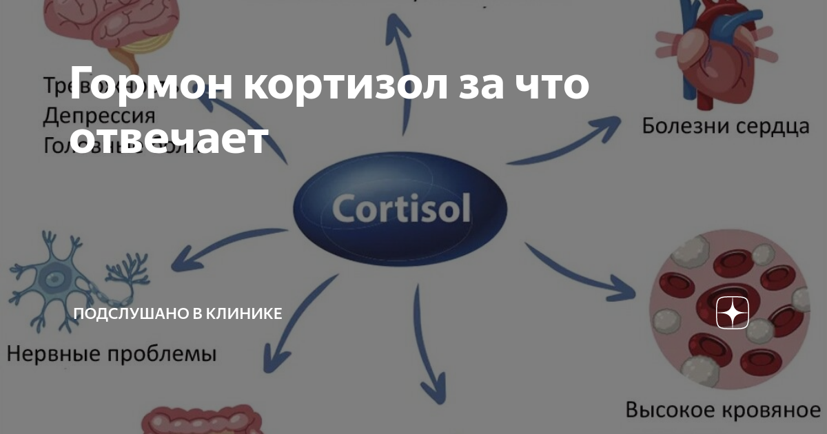 Снижение кортизола у женщин препараты. Алемтузумаб. Алемтузумаб механизм. Кортизол гормон за что отвечает. Алемтузумаб торговое название