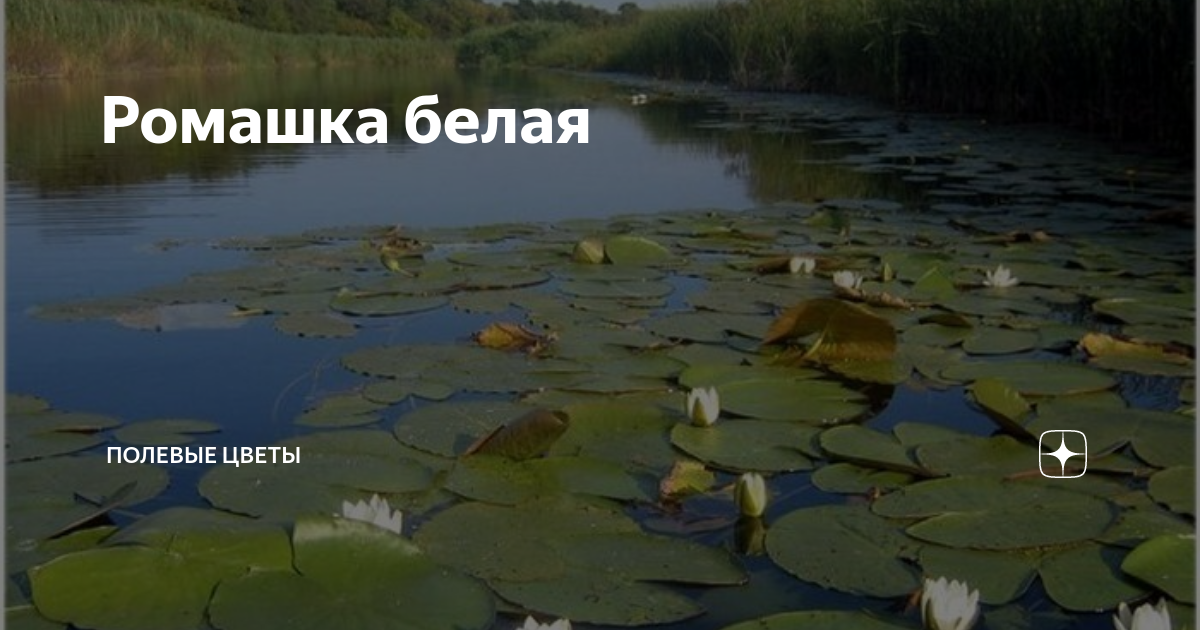 Ромашка белая | Полевые цветы | Дзен