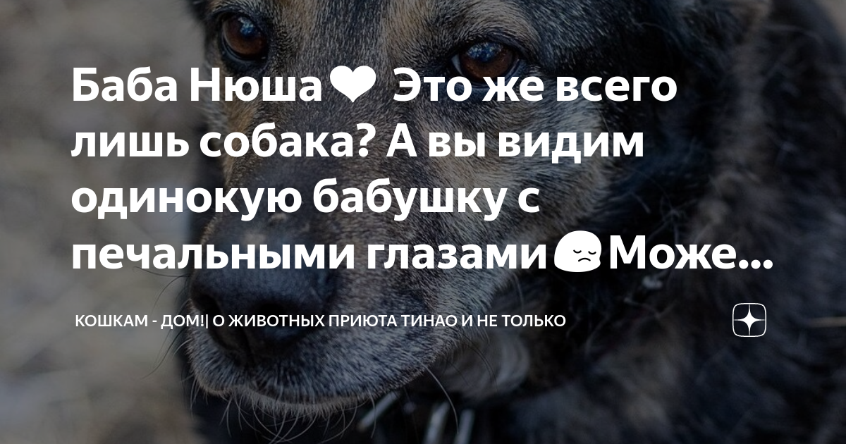 Баба Нюша ️ Это же всего лишь собака? А вы видим одинокую бабушку с ...