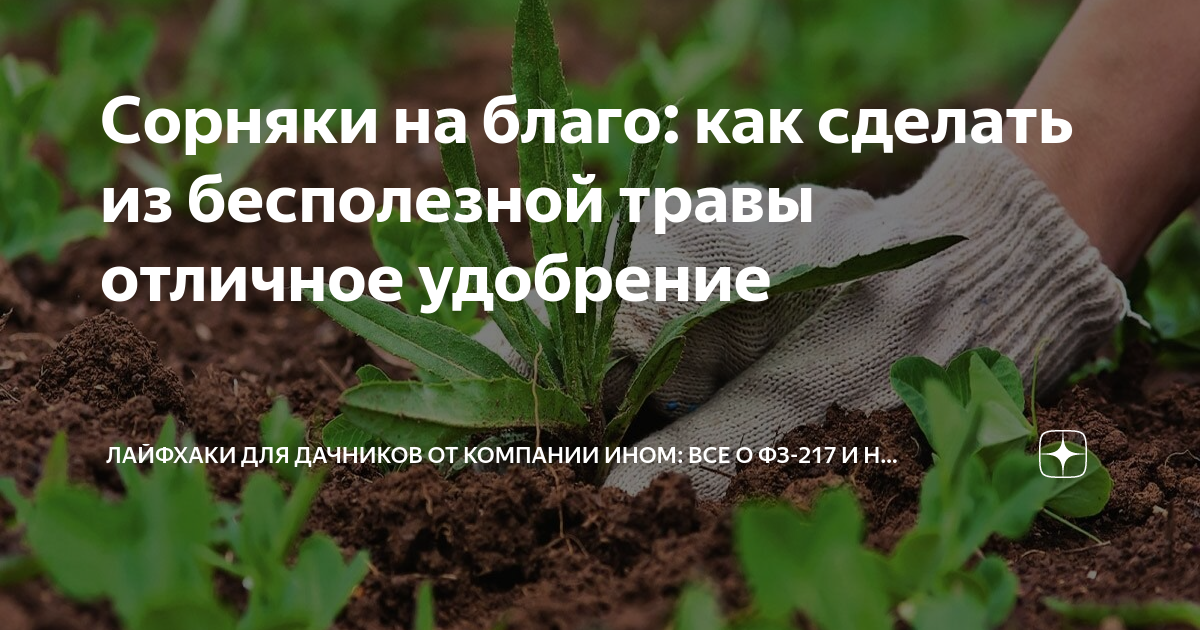 Сорняки на благо: как сделать из бесполезной травы отличное удобрение ...