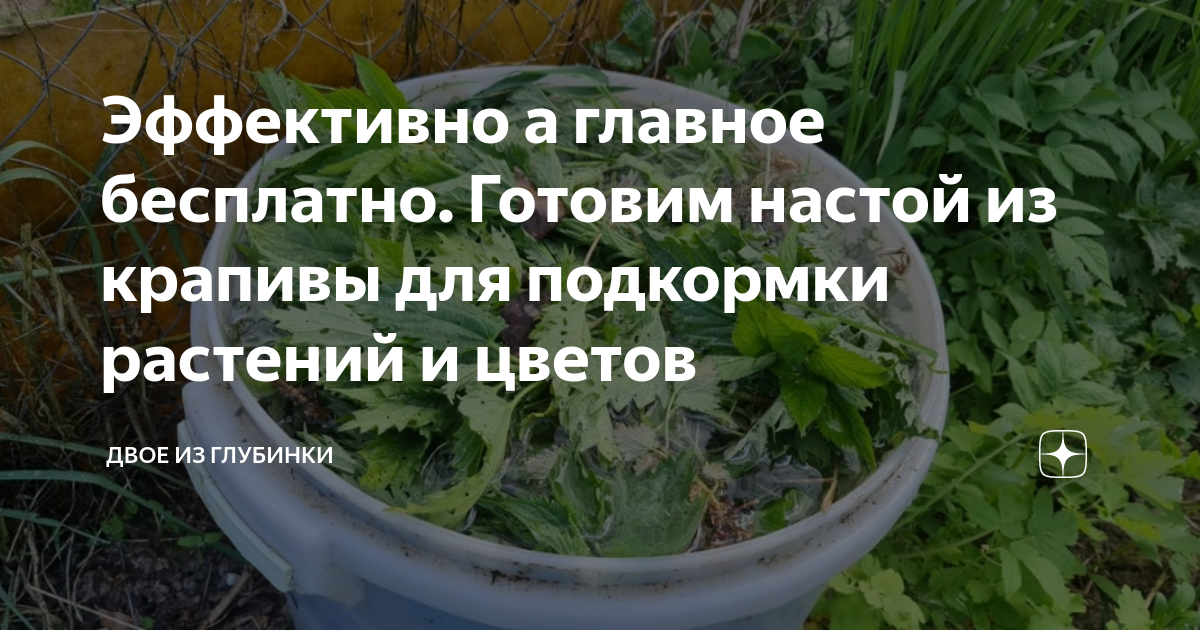 Настой крапивы для подкормки помидор. Настой из крапивы для подкормки. Подкормка для помидор из крапивы. Отвар крапивы для чего применяют. Надо настоев