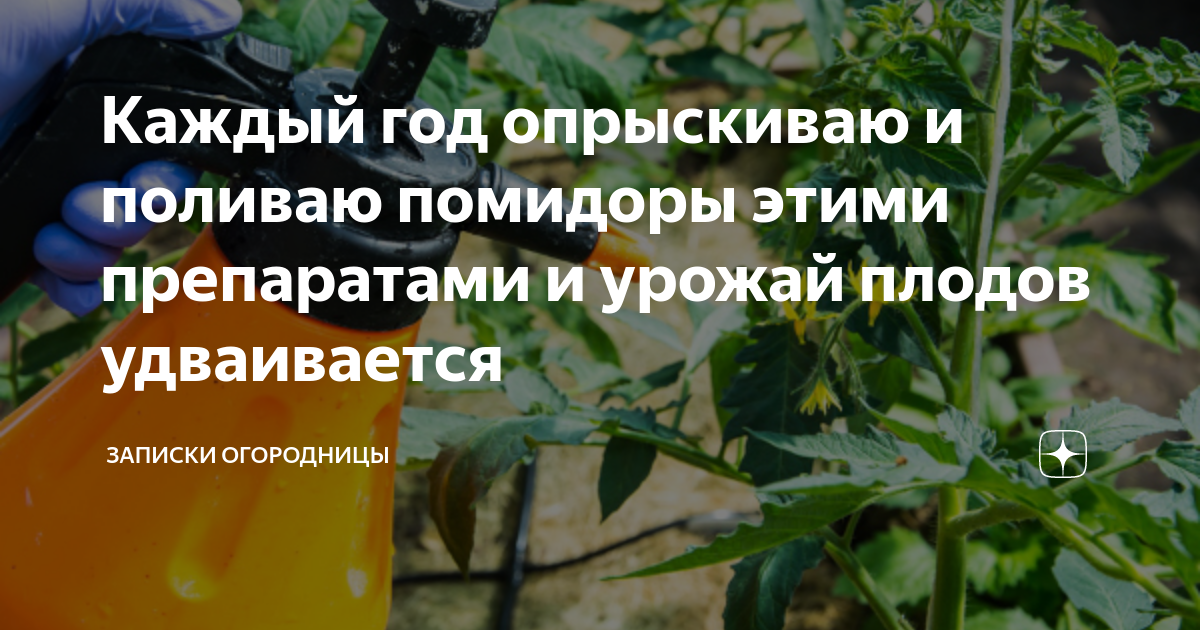 Как опрыскивать кабачки борной кислотой. Средства для опрыскивания помидоров. Нужно ли опрыскивать рассаду помидор борной кислотой. Нехватка азота у помидор признаки. Когда помидорам не хватает азота.