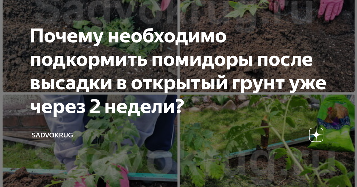 Посадка помидор в открытый грунт в мае. Подкормка томатов после высадки в открытый грунт. Подкормить помидоры после высадки. Удобрение томатов после высадки в грунт.