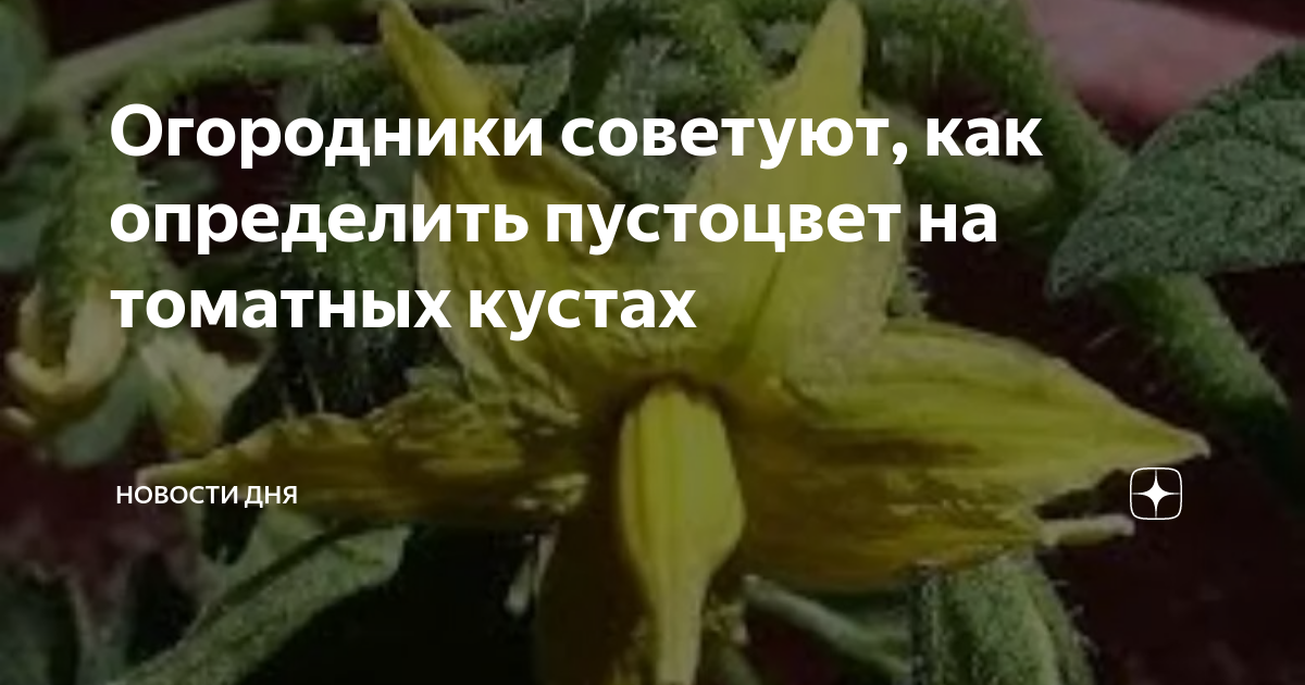 Песня пустоцвет маша. ПУСТОЦВЕТ на помидорах. Хантер и ПУСТОЦВЕТ. Где появляются плоды помидоров. Бывает ли у яблони ПУСТОЦВЕТ ?