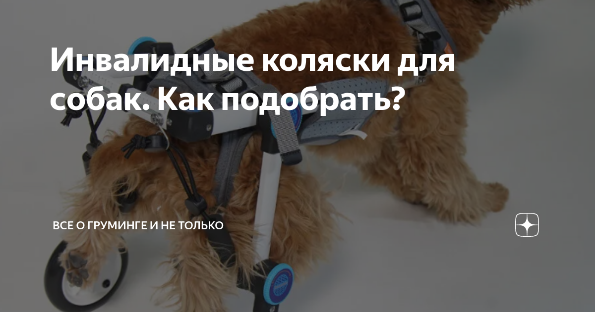 Инвалидные коляски для собак. Как подобрать? | Все о груминге и не ...