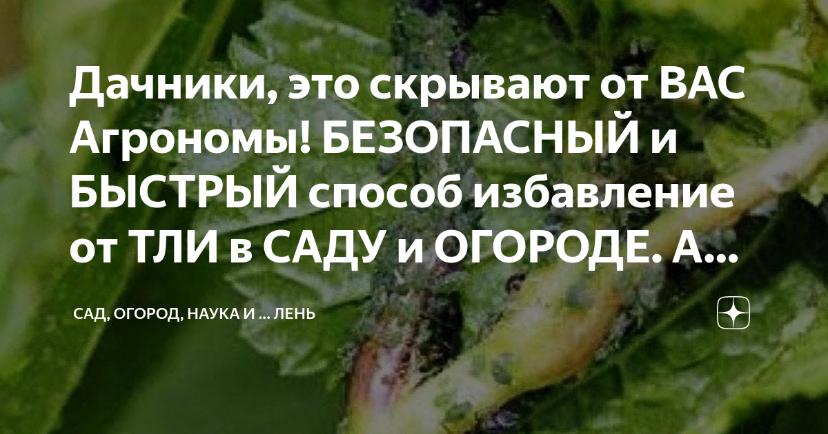 Дачники, это скрывают от ВАС Агрономы! БЕЗОПАСНЫЙ и БЫСТРЫЙ способ ...