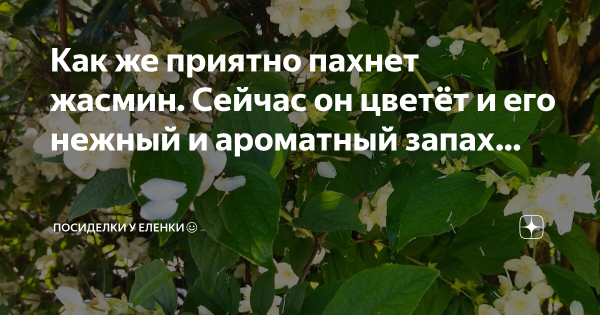 Жасминовый запах какое прилагательное. Жасминовый запах какое прилагательное. Чубушник аромат. Жасминовый запах какое прилагательное. Жасминовый запах какое прилагательное.