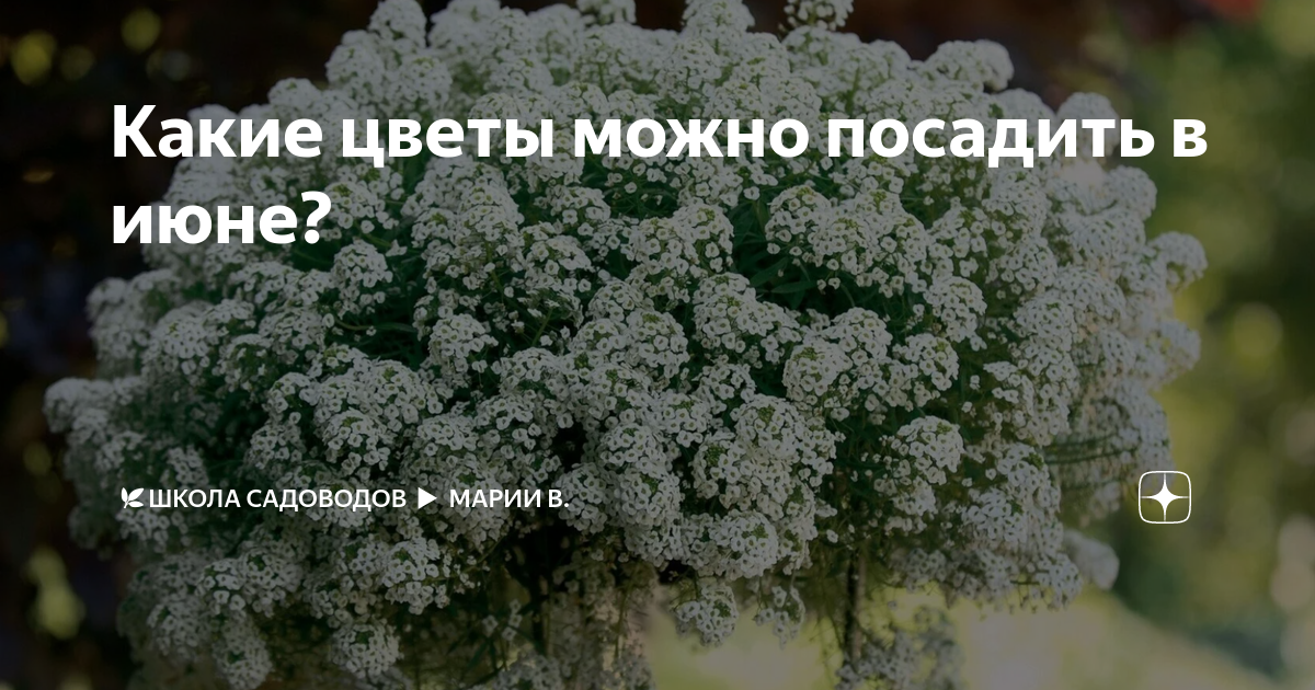 Какие цветы можно посадить в июне? | 🌿Школа садоводов Марии В. | Дзен