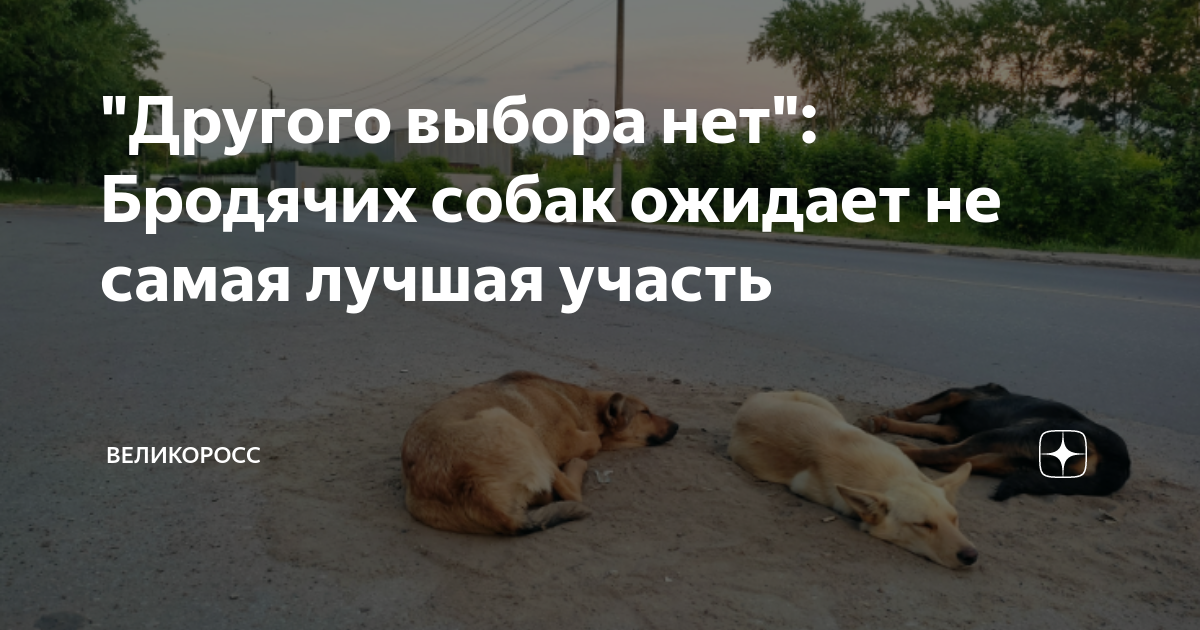 Человек способен на все. У меня не было выбора. Другого выбора нет. При всём богатстве выбора другой альтернативы нет. Выбора нет мем.