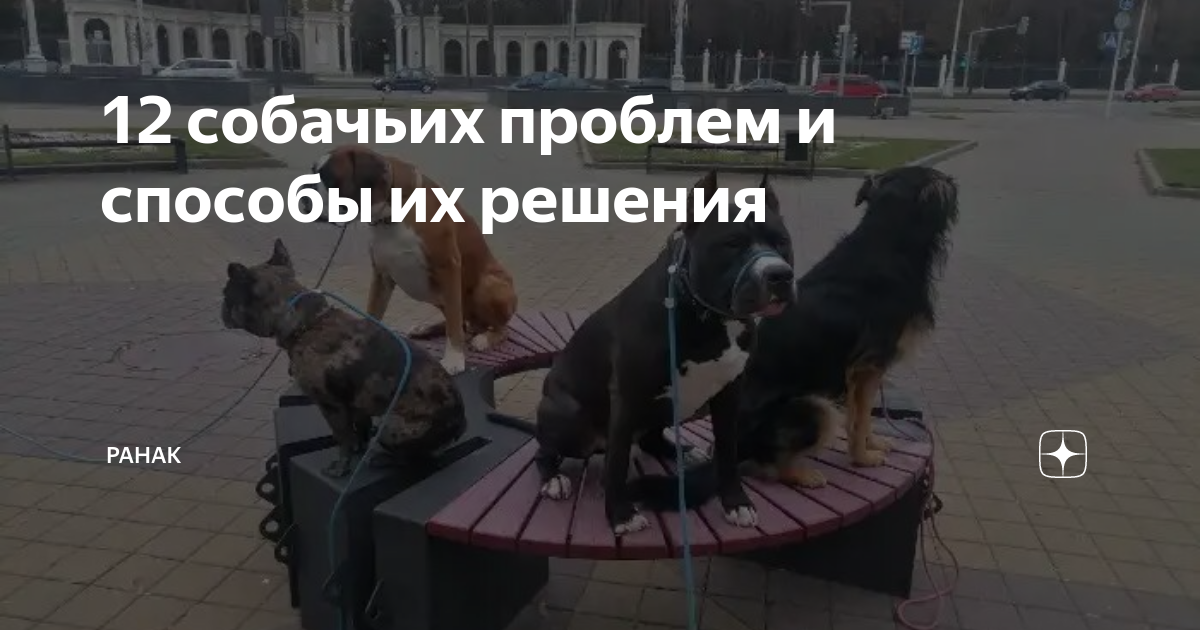 Двенадцать собак. Ты бы и собаку