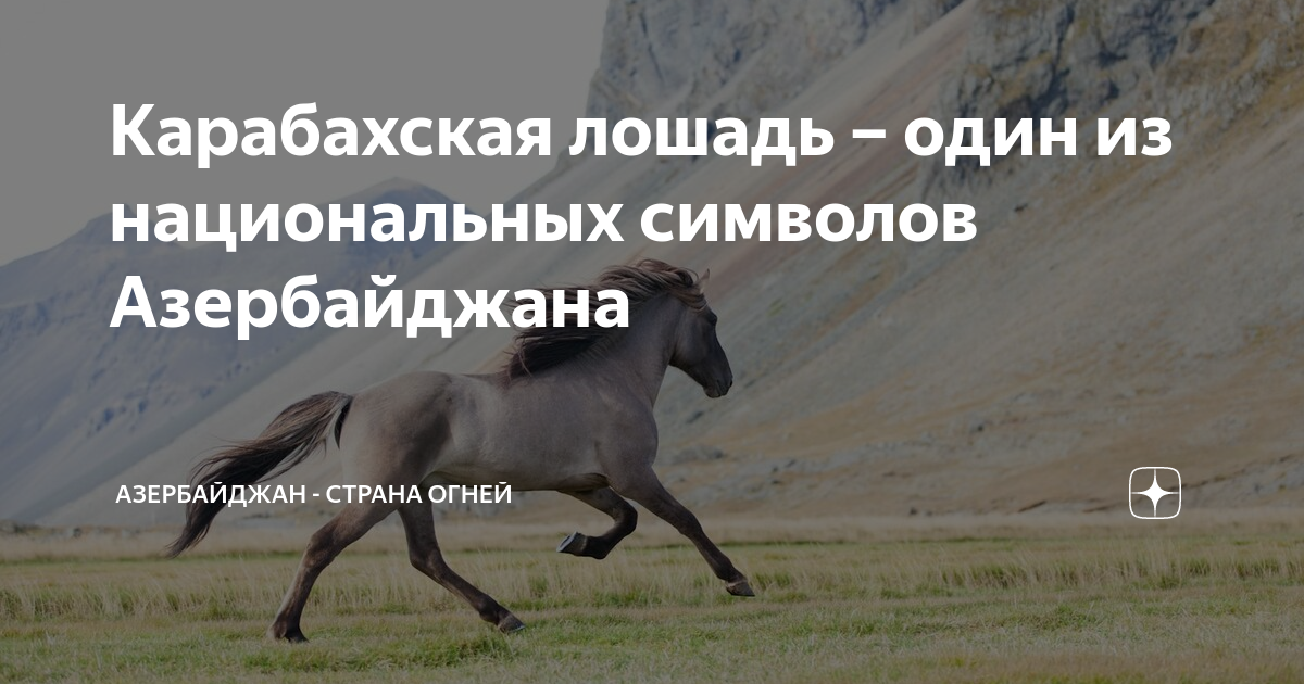 Карабахская лошадь – один из национальных символов Азербайджана